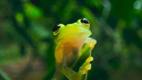 The Secret Lives of Animals Season 1 Episode 3 - Protecting Yourself