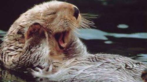 Natural World Season 19 Episode 1 - Otters in the Stream of Life