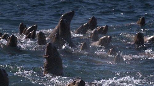 Alaska Animal Rescue Season 2 Episode 1 - All Bark and No Pup