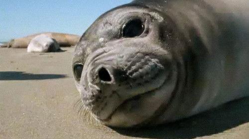 Trials of Life Season 1 Episode 2 - Growing Up