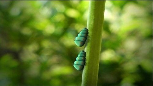 Minuscule: The Private Life of Insects Season 1 Episode 36 - Caterpillars in Pairs