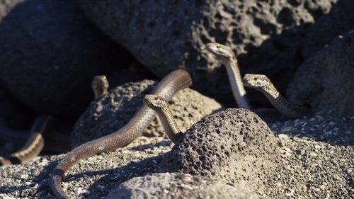 Planet Earth II Season 1 Episode 1 - Islands