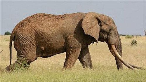 Natural World Season 19 Episode 10 - The Last Tusker