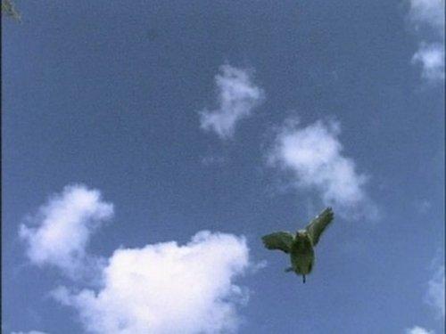 The Life of Birds Season 1 Episode 6 - Signals and Songs