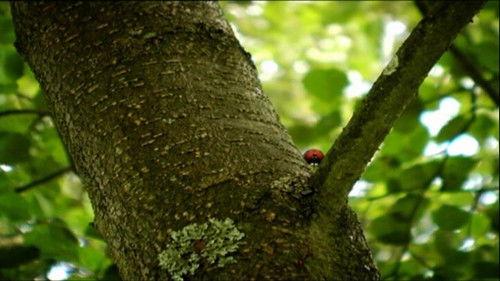 Minuscule: The Private Life of Insects Season 1 Episode 28 - Ladybugs