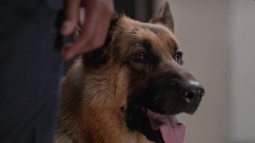 Hudson & Rex Season 2 Episode 8 - Game of Bones