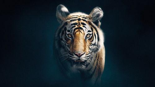 Dynasties Season 1 Episode 5 - Tiger
