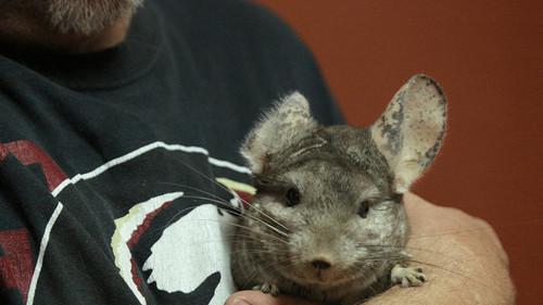 Dr. K's Exotic Animal ER Season 2 Episode 2 - Chinchillin' Like a Villain