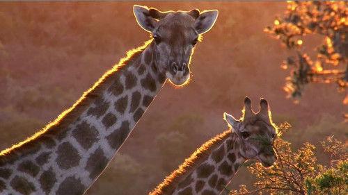 Race of life Season 1 Episode 4 - Herbivores