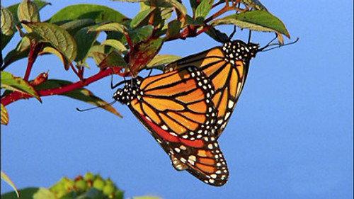 NOVA Season 36 Episode 10 - The Incredible Journey of the Butterflies