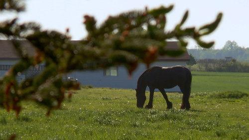 The Incredible Dr. Pol Season 2 Episode 11 - Flu the Coop