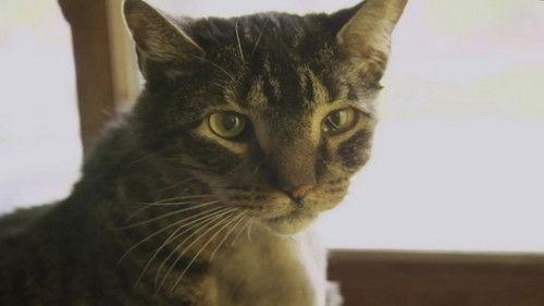 Dr. Jeff: Rocky Mountain Vet Season 1 Episode 8 - Feline Face Lift