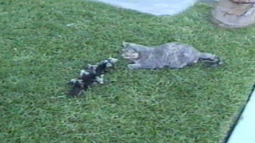 Funniest Pets & People Season 1 Episode 8 - Have Your Cake and Eat it Too