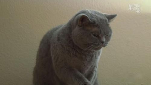 My Cat from Hell Season 4 Episode 9 - Bea Hates CeCe