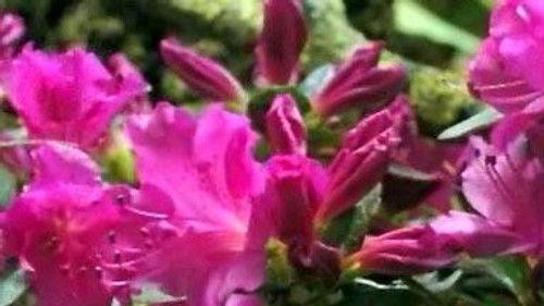 NOVA Season 34 Episode 11 - First Flower