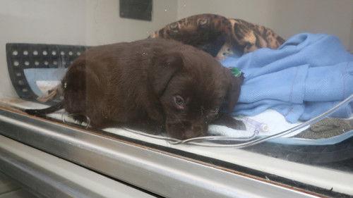 The Incredible Dr. Pol Season 18 Episode 2 - Shiver Me Puppers