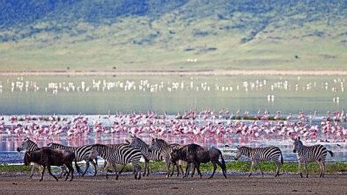 Natural World Season 18 Episode 14 - The Crater: Africa's Predator Paradise