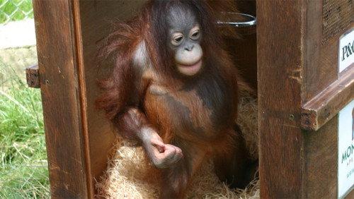 Monkey Life Season 4 Episode 10 - Episode 10