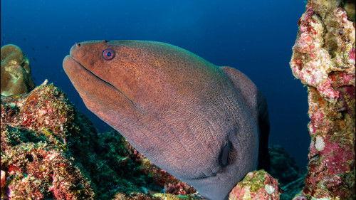 Reef School Season 1 Episode 3 - Funny Neighbours