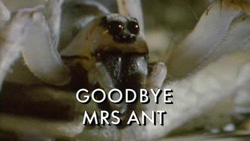 Pandora's Box Season 1 Episode 4 - Goodbye Mrs Ant