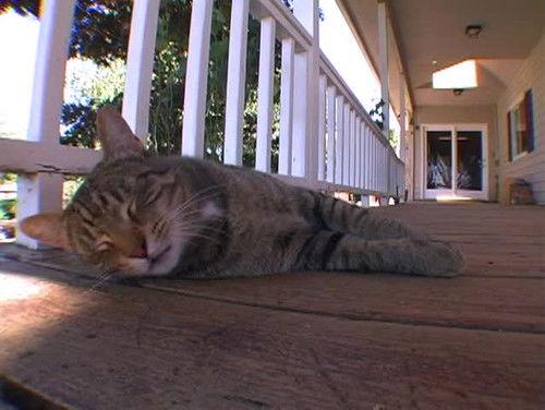 Little People, Big World Season 1 Episode 16 - Calm and Chaos