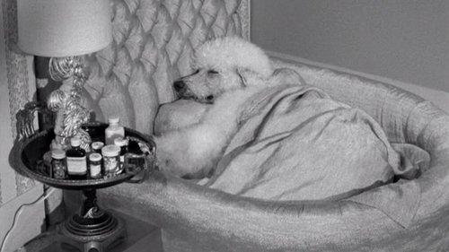 The Beverly Hillbillies Season 3 Episode 23 - Drysdale's Dog Days