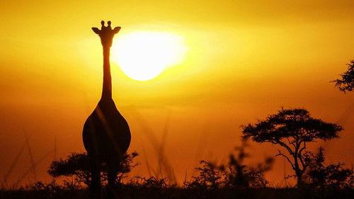 Serengeti Season 2 Episode 3 - Renewal