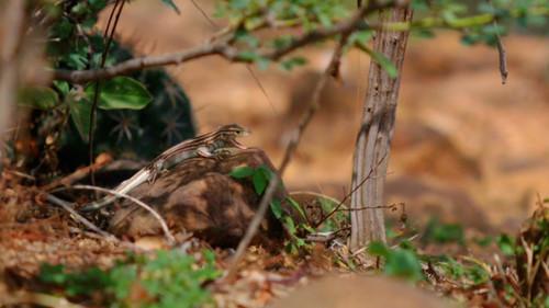 Race Across the World Season 2 Episode 4 - Villavieja, Colombia to Puno, Peru