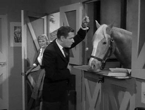 Mister Ed Season 1 Episode 16 - Psychoanalyst Show