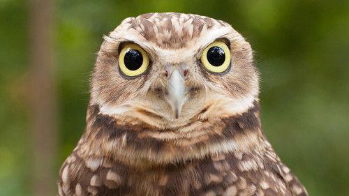 Nature Season 34 Episode 8 - Natural Born Hustlers: The Hunger Hustle