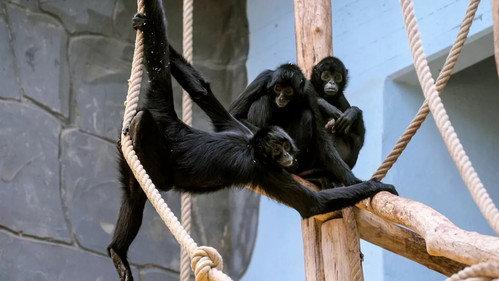 Het Echte Leven in de ZOO Season 1 Episode 3 - Episode 3