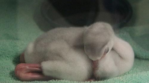 Secrets of the Zoo Season 4 Episode 2 - Snaky, Breaky Heart