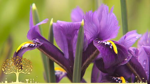 Gardeners' World Season 55 Episode 1 - Gardeners’ World 2022 episode 1