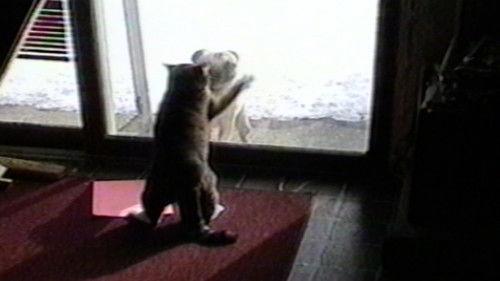 Funniest Pets & People Season 1 Episode 7 - Please Make Yourself Uncomfortable