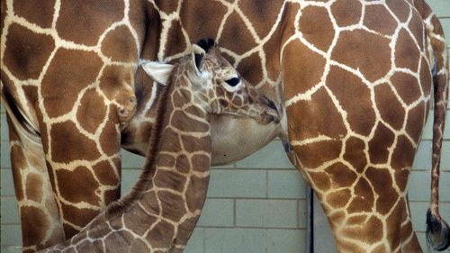 Nature Season 21 Episode 1 - Tall Blondes