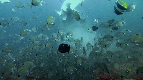 Africa's Deadliest Season 5 Episode 3 - Killers of the Deep