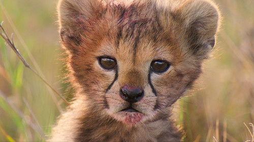 Born in Africa Season 1 Episode 4 - The Circle of Life