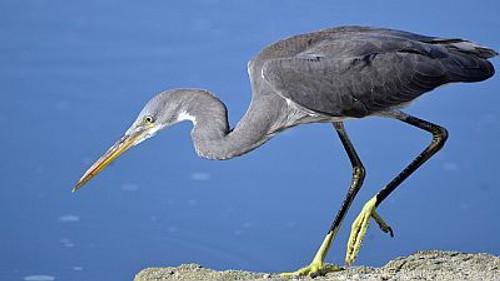 Natural World Season 16 Episode 14 - Oman: Jewel of Arabia