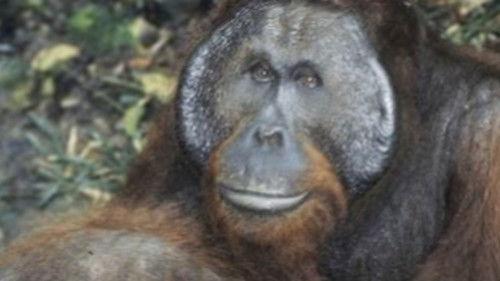 Nature Season 23 Episode 7 - From Orphan to King