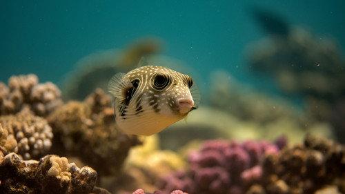 Reef School Season 1 Episode 1 - Show and Tell