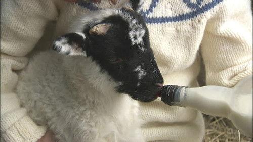 Katie Morag Season 1 Episode 4 - Grannie Island's Ceilidh-The Big Smelly Goat