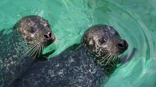 Akvariet Season 2 Episode 6 - Episode 6