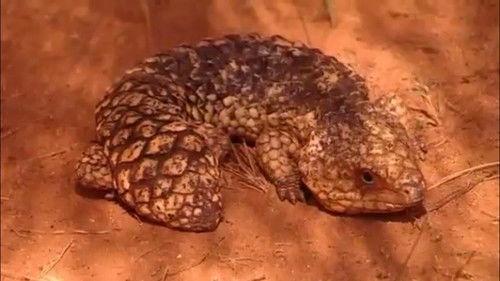 The Wiggles Season 5 Episode 18 - All Shook Up