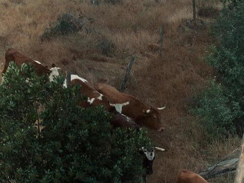 The Virginian Season 4 Episode 8 - Nobility of Kings