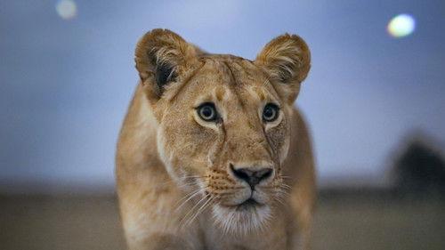 Earth at Night in Colour Season 1 Episode 1 - Lion Grasslands