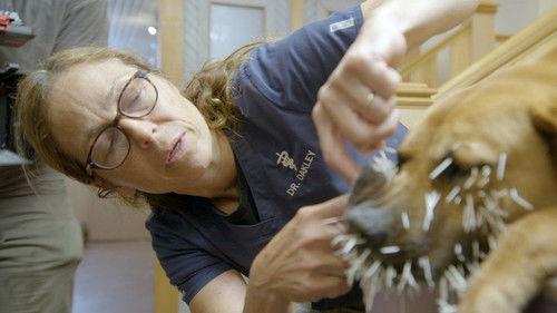 Dr. Oakley, Yukon Vet Season 9 Episode 9 - If Looks Could Quill