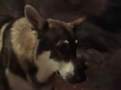 The Littlest Hobo Season 4 Episode 7 - The Spirit of Thunder Rock (1)