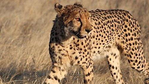 Natural World Season 17 Episode 10 - Cheetahs in a Hot Spot