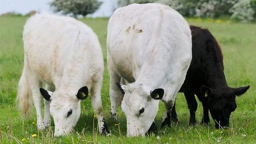 Countryfile Season 36 Episode 23 - Lower Hampen Farm