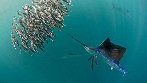 Life Season 1 Episode 1 - Challenges of Life